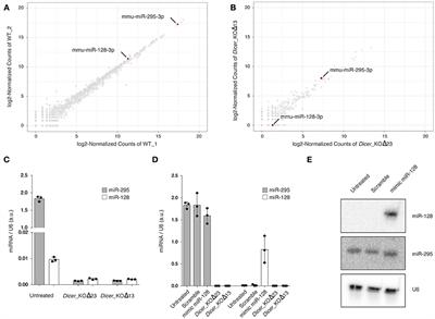 Regulation of LINE-1 Elements by miR-128 Is Not Conserved in Mouse Embryonic Stem Cells